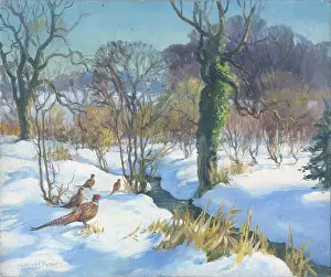 Pheasants: Pheasants in a snowy Norfolk landscape