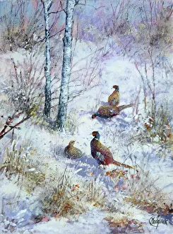 Pheasants: Pheasants in Winter Landscape