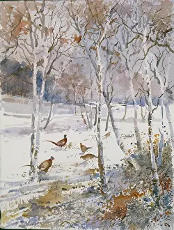 Pheasants: Pheasants ' in winter with snow and trees