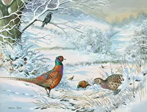 Pheasants: Pheasants in Winter Sunshine