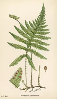 Poly: Phegopteris connectilis -?long beech fern