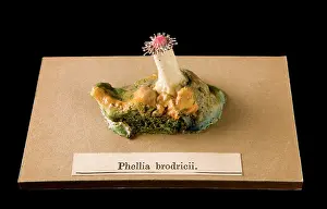 Hexacorallia: Phellia brodricii, sea anemone