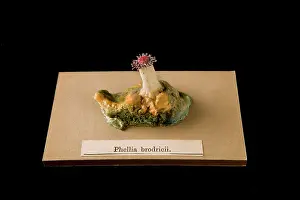 Hexacorallia: Phellia brodricii, sea anemone