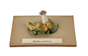 Hexacorallia: Phellia brodricii, sea anemone