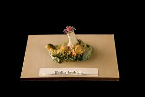 Blaschka: Phellia brodricii, sea anemone
