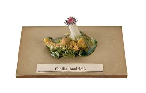 Blaschka: Phellia brodricii, sea anemone