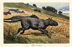 Paleocene: Phenacodus, extinct genus of ungulate mammal