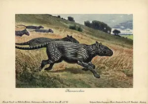 Paleocene: Phenacodus, extinct genus of ungulate mammals