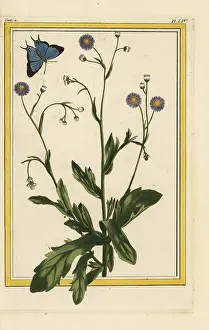 Ceux: Philadelphia fleabane, Erigeron philadelphicus