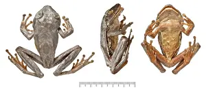 Amphibia: Philautus maia, shrub frog