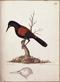 Mimosa: Philesternus carrunculatus, saddleback