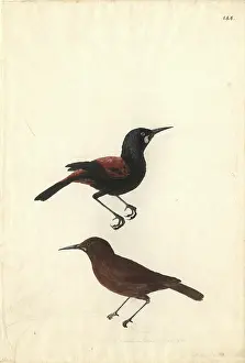 Saddleback: Philesturnus carunculatus, saddleback