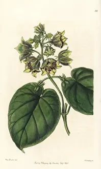 Campanulata: Philibertia campanulata