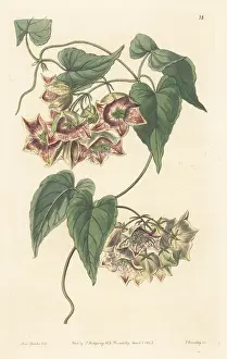 John Lindley: Philibertia gilliesii