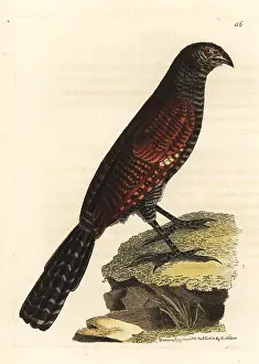 Elford: Philippine coucal, Centropus viridis