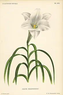 Goossens: Philippine lily, Lilium philippinense