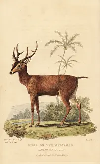 Marianna: Philippine sambar, Rusa marianna. Vulnerable