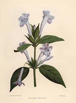 Ninian: Philippine violet, Barleria cristata