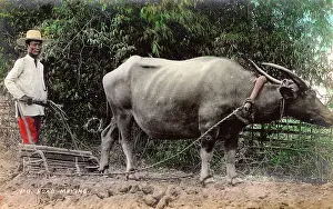 Filipino: Philippines - Clearing land for a road using Water Buffalo