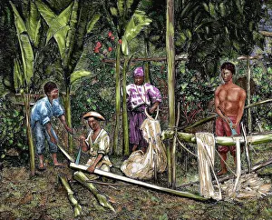 Philippines: Philippines. Natives cutting abaca