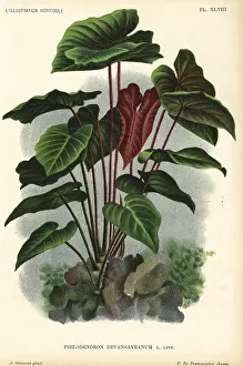 Philodendron: Philodendron devansayeanum