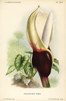 Horticole: Philodendron mamei
