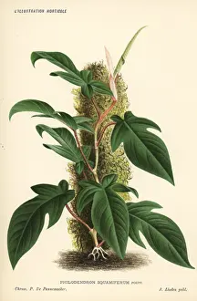 Horticole: Philodendron squamiferum foliage plant