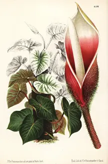 Lillustration: Philodendron verrucosum