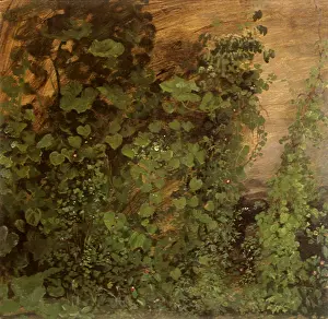 Vines: Philodendron Vines, Jamaica