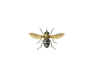 Hexapoda: Philoliche angulata, horse fly