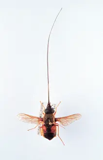 Proboscis: Philoliche longirostris, horse fly
