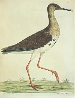 Albin: Philomachus pugnax, ruff