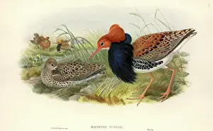 Scolopacidae: Philomacus pugnax, ruff