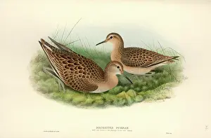 Immature: Philomacus pugnax, ruff