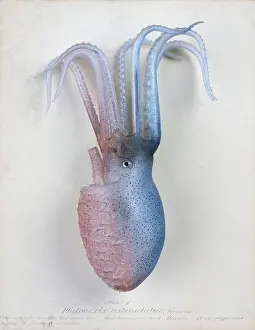 Octopus: Philonexia catenulatus, octopus