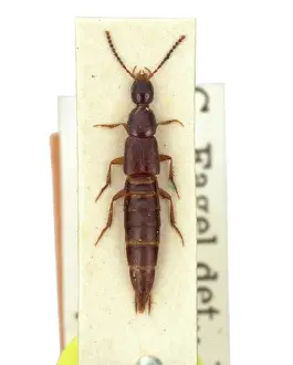 Rove: Philonthus dictator, rove beetle