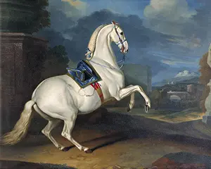 Colts: Philosopher, Karster white horse, Spanish riding beat (Reits