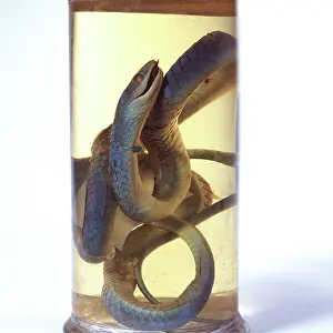 Colubrid: Philothamnus irregularis, western green snake