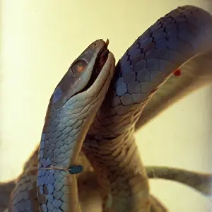 Colubrid: Philothamnus irregularis, western green snake