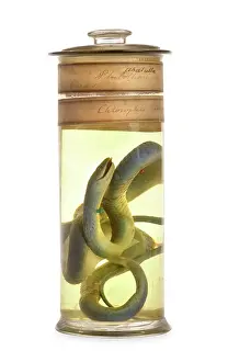 Colubrid: Philothamnus irregularis, western green snake