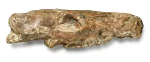 Hippomorpha: Phiolophus vulpiceps
