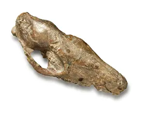 Hippomorpha: Phiolophus vulpiceps