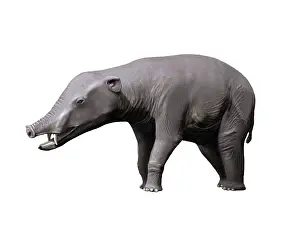 Eocene: Phiomia is a proboscidian from the Oligocene epoch