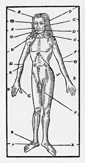 Letting: PHLEBOTOMY OF THE BODY