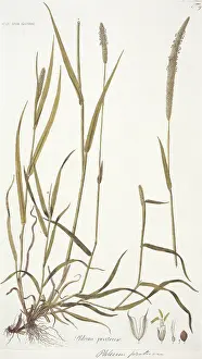 Pratense: Phleum pratense, Timothy grass