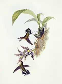 Locomotion: Phlogophilus hemileucurus, Ecuadorian piedtail