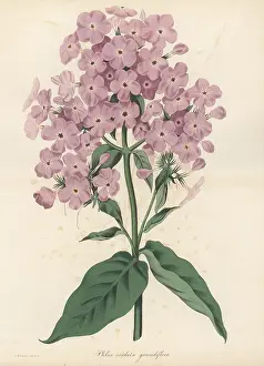 Florist: Phlox paniculata hybrid