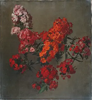 Latour: Phlox ' pink and red phlox
