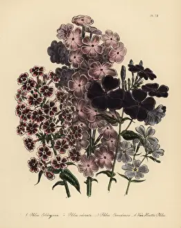 Odorata: Phlox species