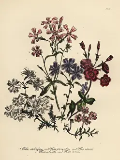 Humphreys: Phlox species